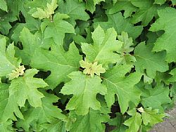 Tijdloze tuin? Vraag het me niet.