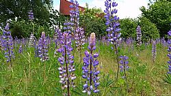 Geen verstand van tuinieren?